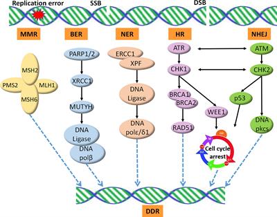 Targeting DNA Damage Repair for Immune Checkpoint Inhibition: Mechanisms and Potential Clinical Applications